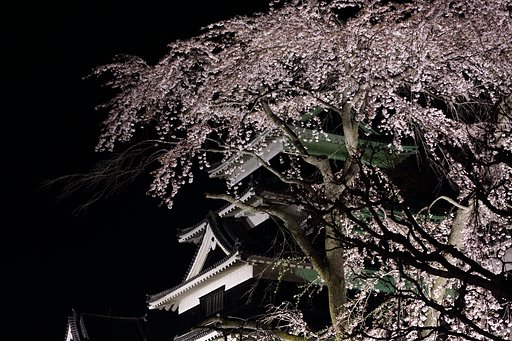 加藤清正の駒つなぎの桜
