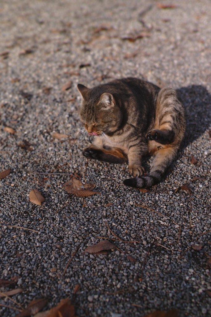 猫