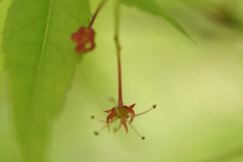 新緑の季節・・・