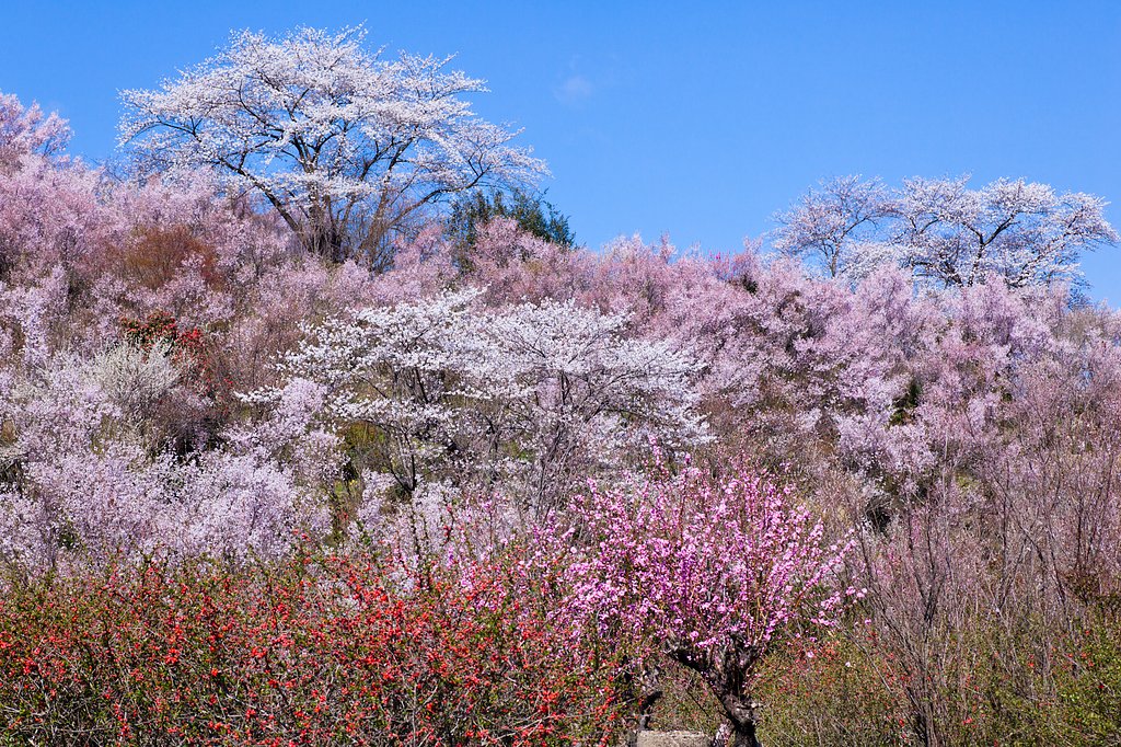 花見山