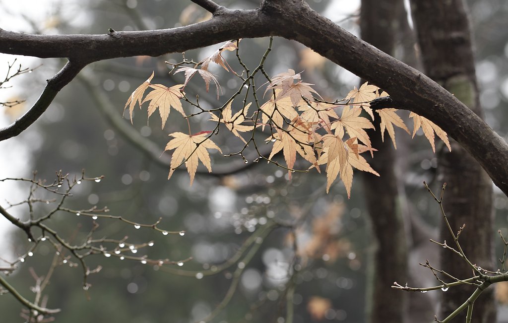 雨に打たれながらも・・