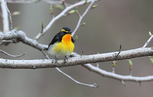 キビタキ三態（１）ふっくら