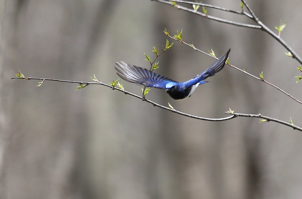 幸せの青い鳥