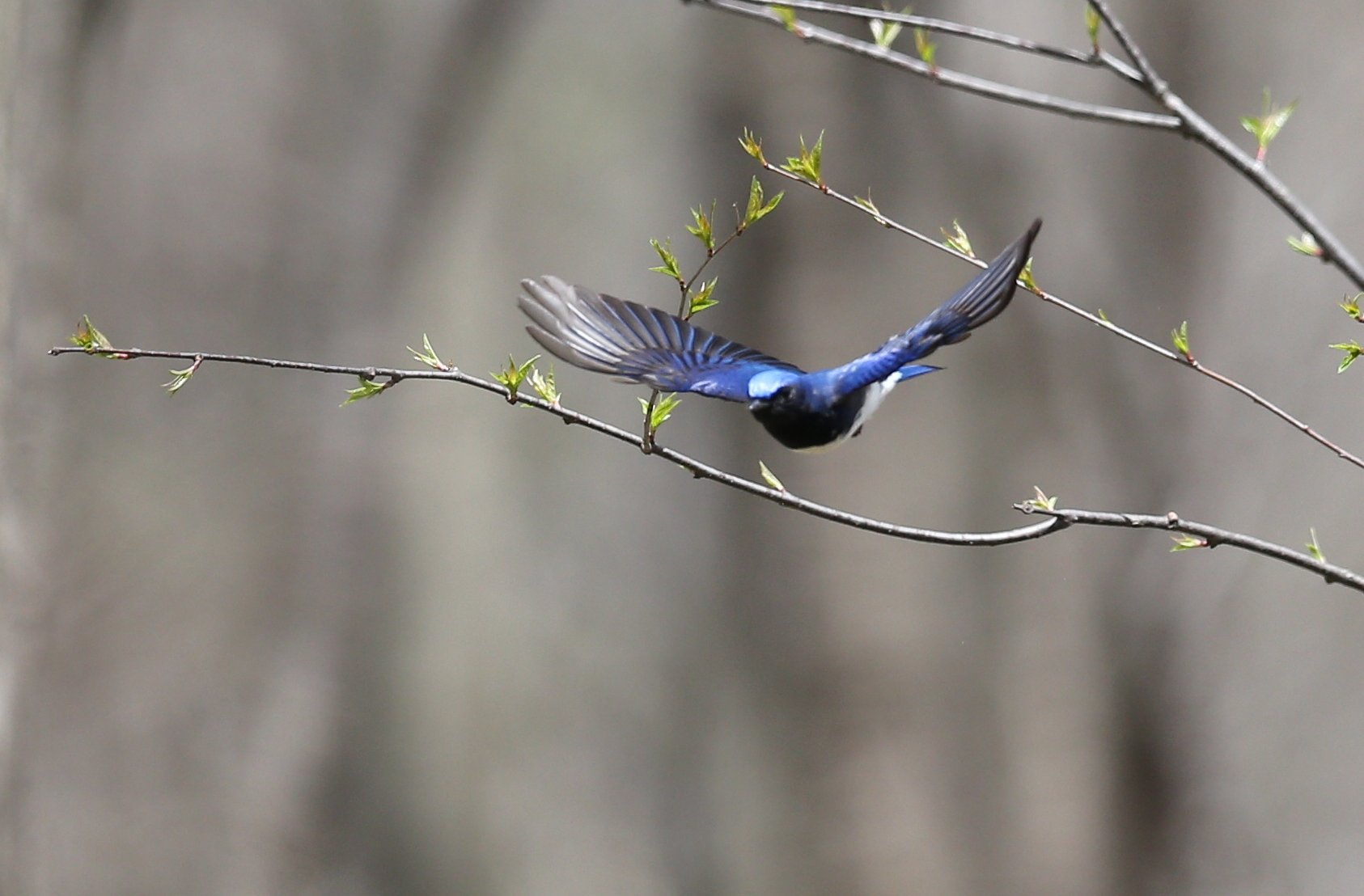 幸せの青い鳥