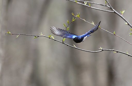 幸せの青い鳥