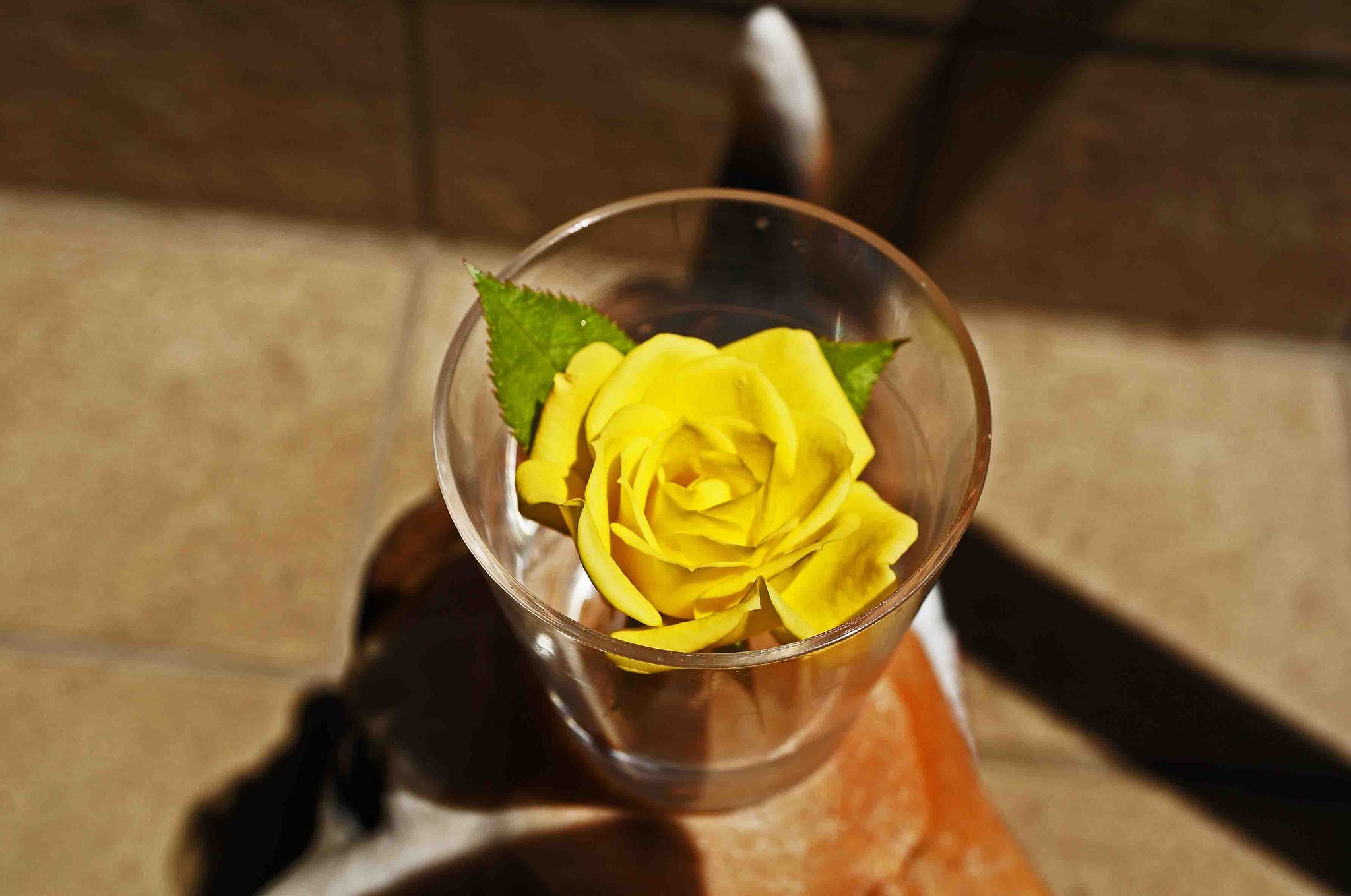 　　　「ミニ薔薇」