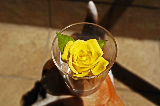　　　「ミニ薔薇」