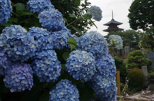 「柴陽花」