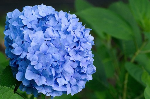 青い紫陽花
