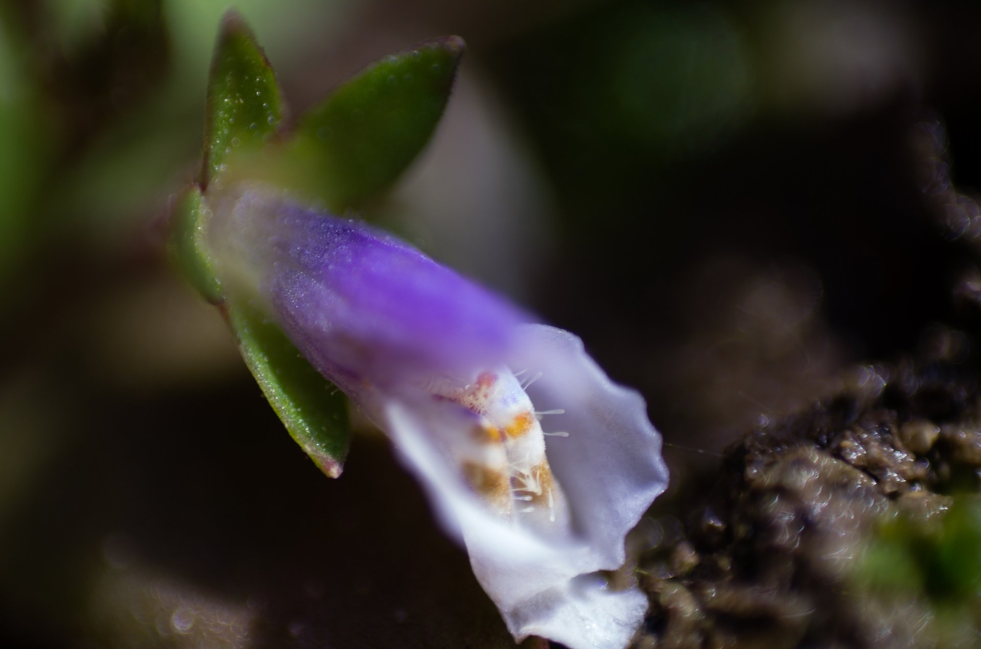 ふゆのラッキョウの鉢に咲く花。