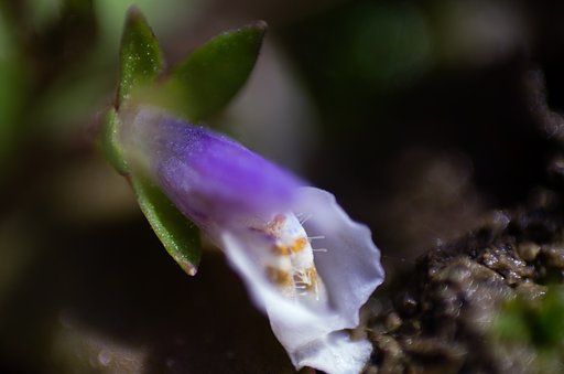 ふゆのラッキョウの鉢に咲く花。