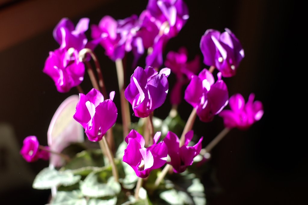 我が家で冬の花を探しました-3-
