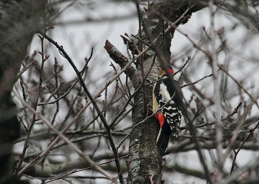 アカゲラ
