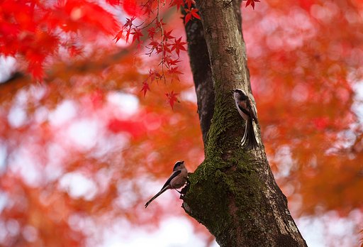 紅葉見物
