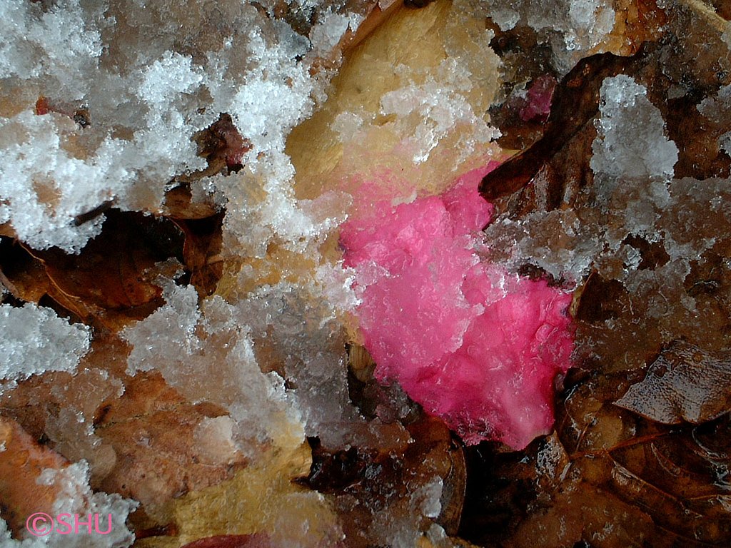 落花に雪