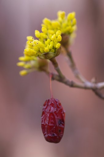 山茱萸　花一輪