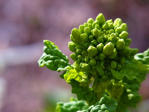 【光あれ】菜の花