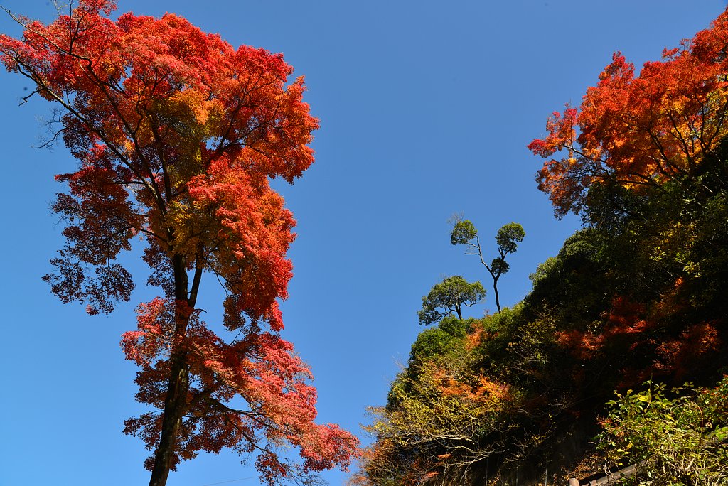 【街角（外れ）スナップ】今年の紅葉