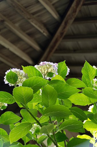 花だけでなく葉っぱも