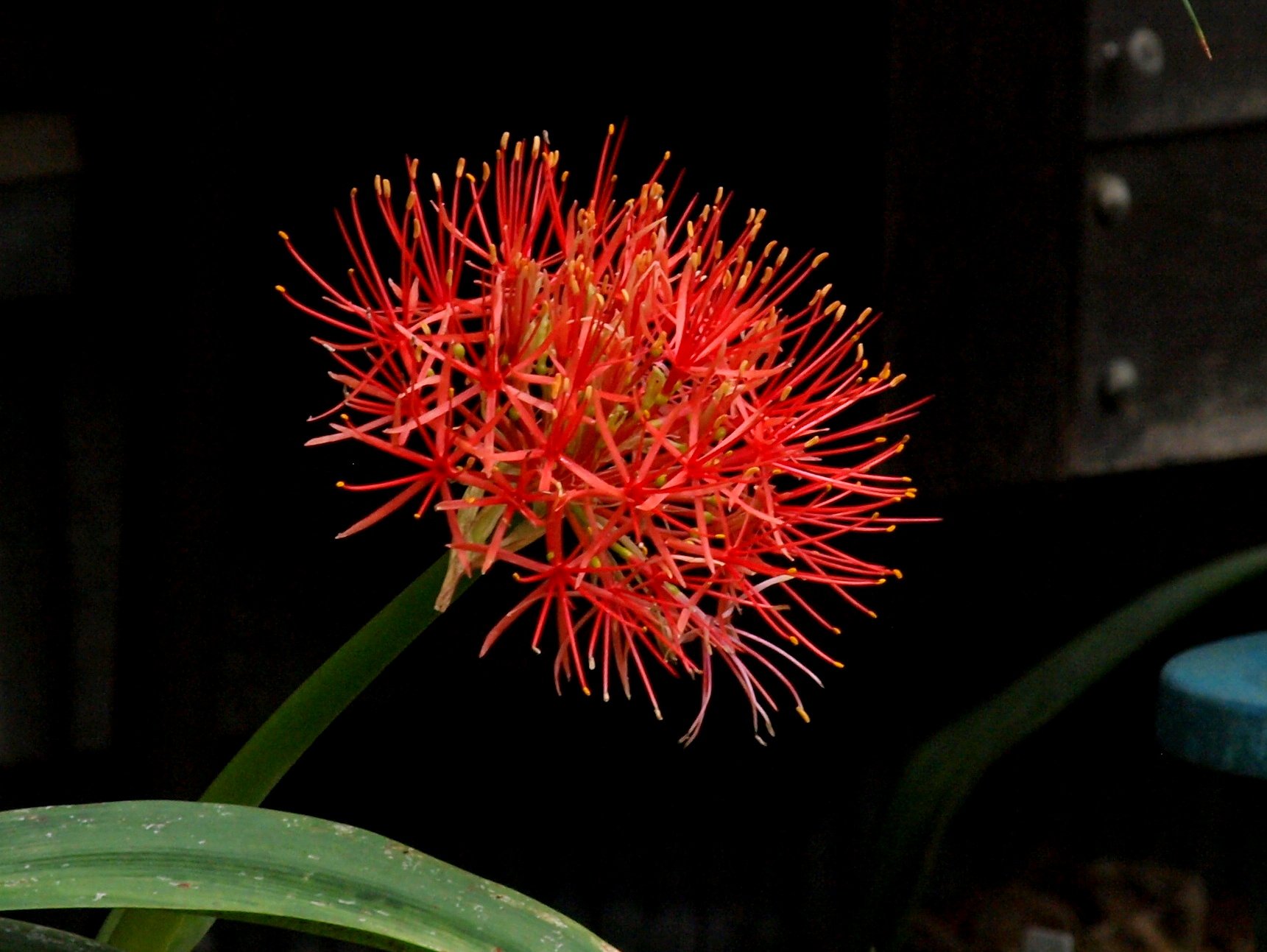 隣家の花