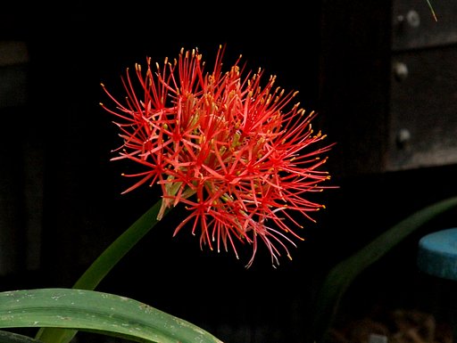隣家の花
