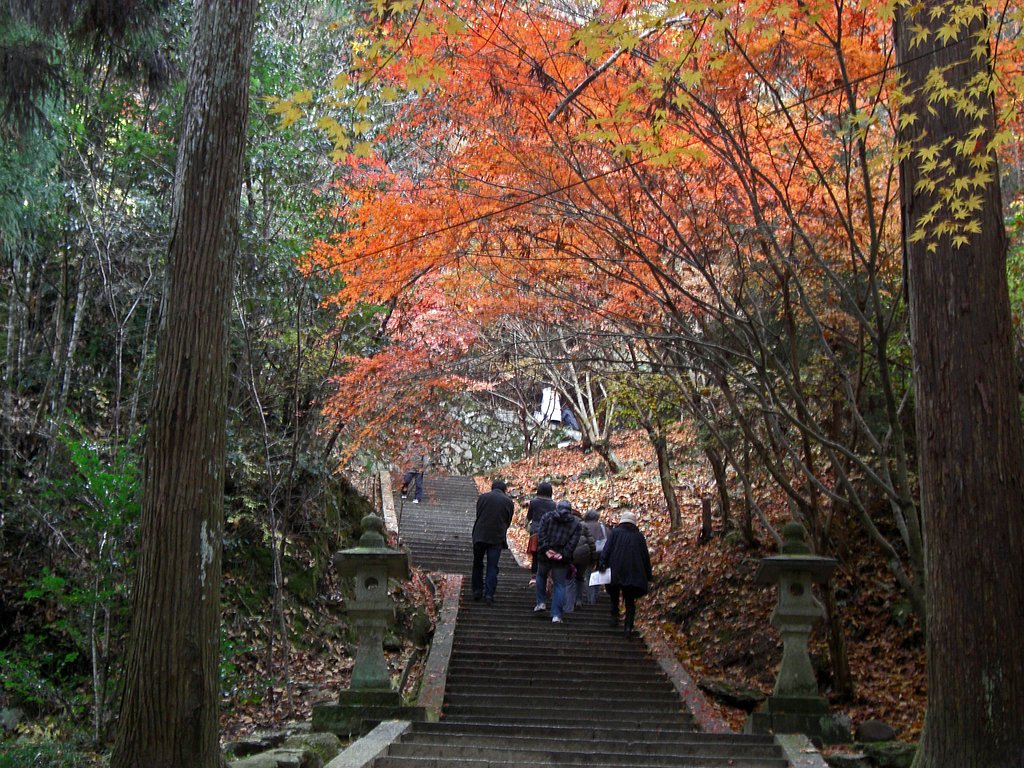 紅葉の下を
