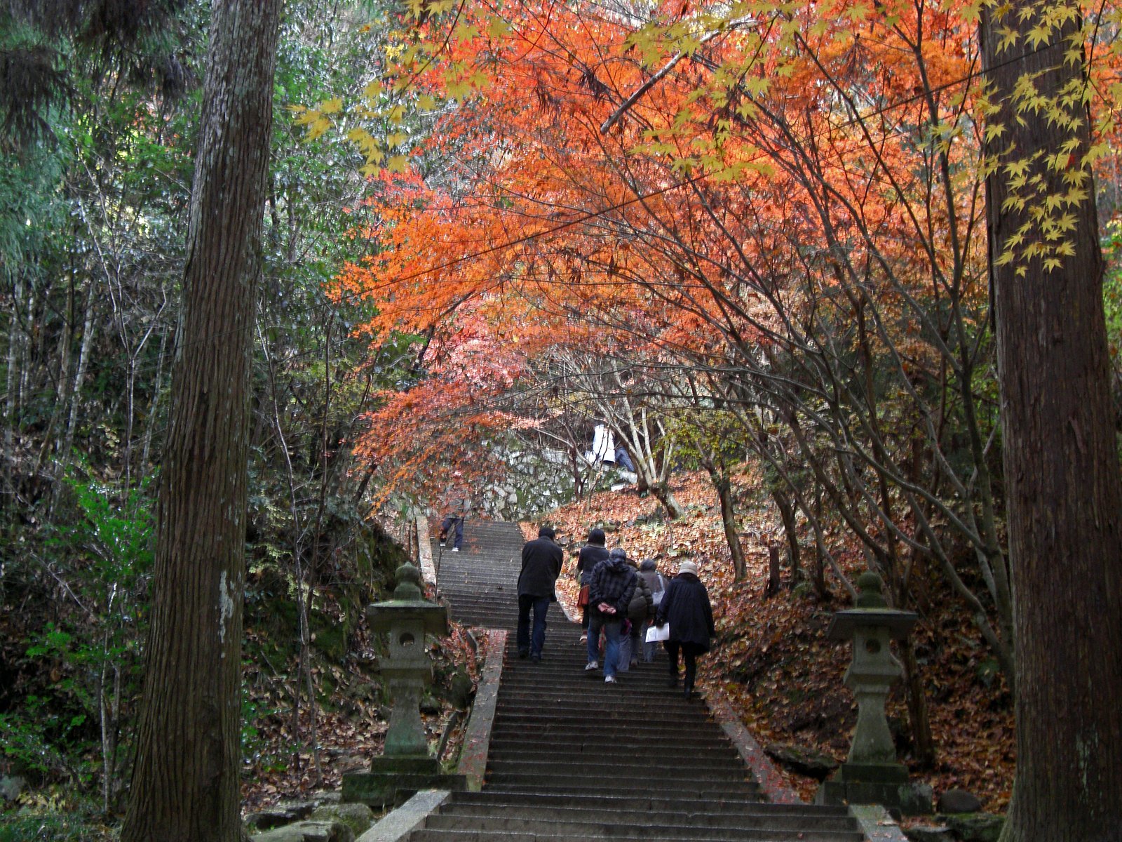 紅葉の下を