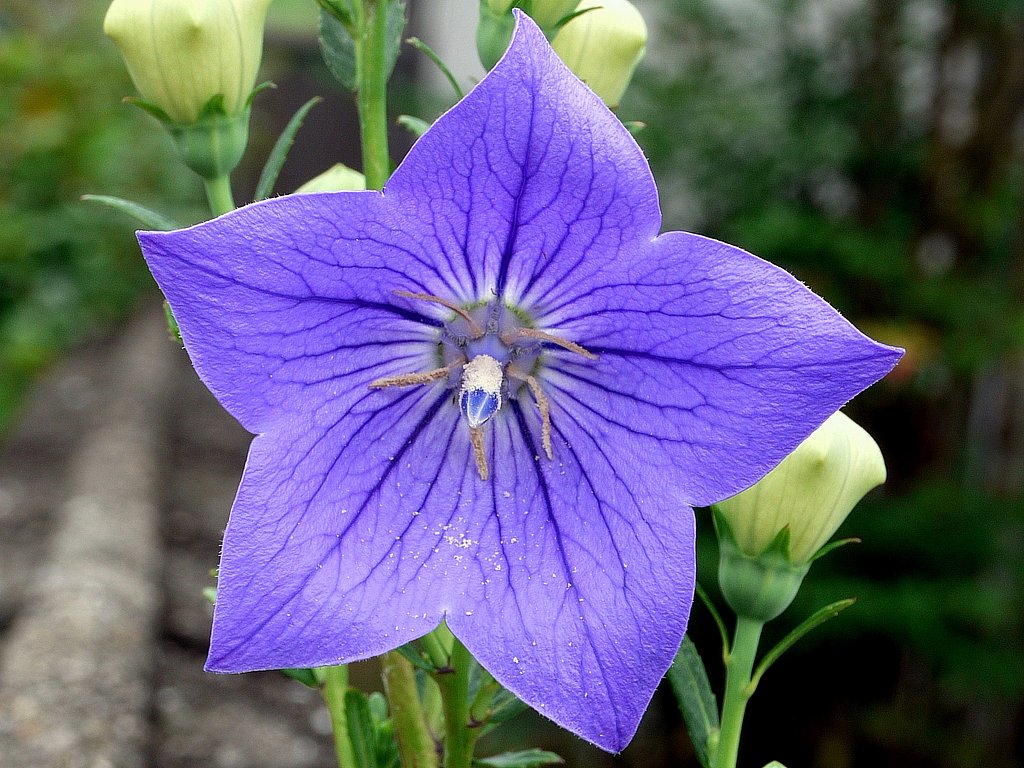 桔梗の花UP
