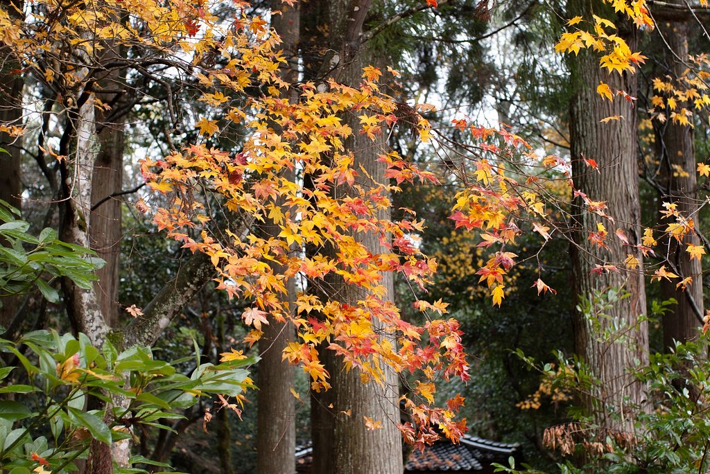 雨の日の紅葉。
