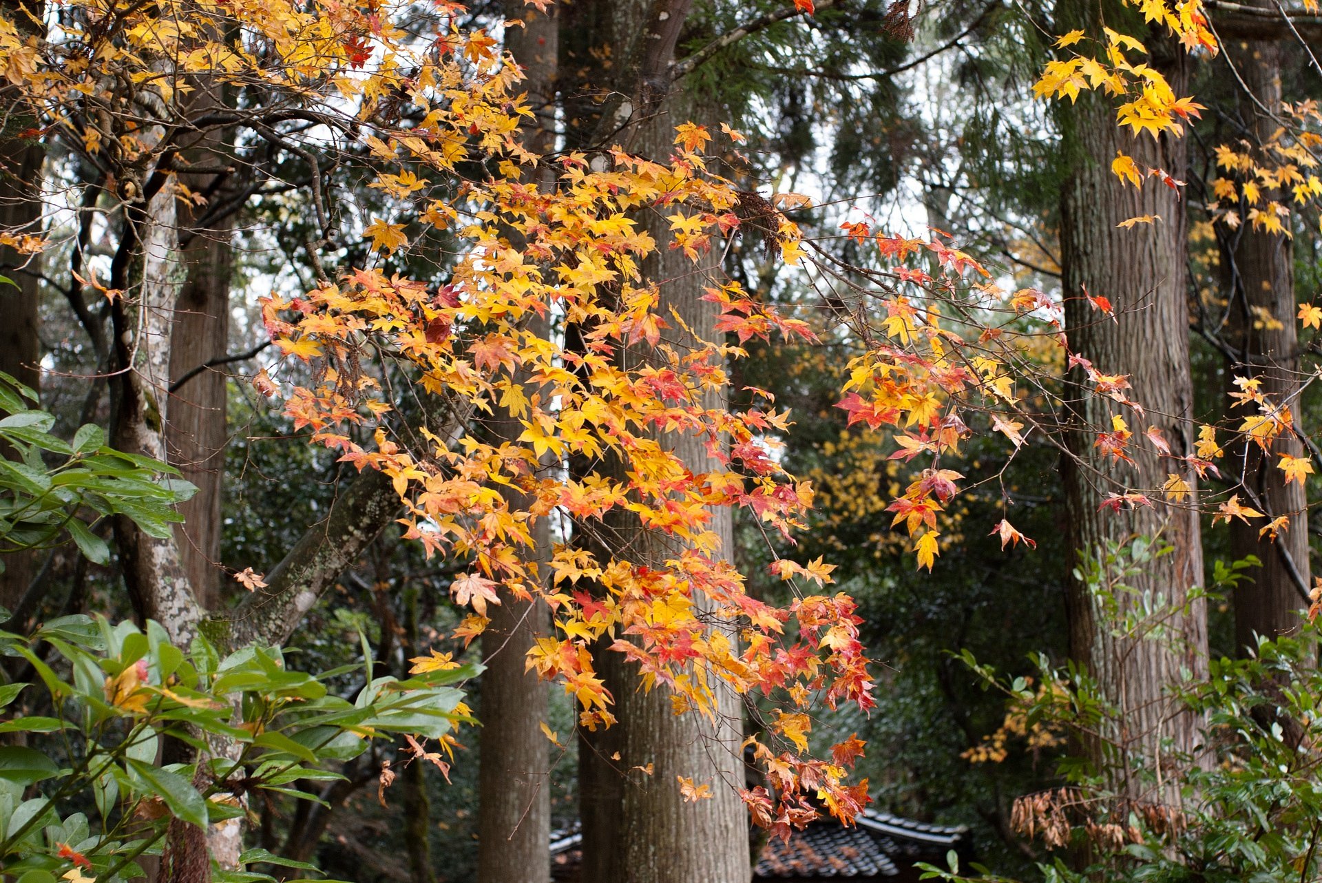 雨の日の紅葉。