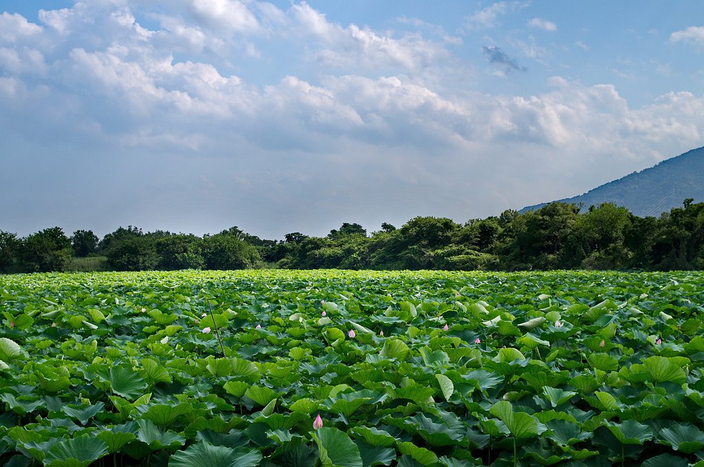 花はす田