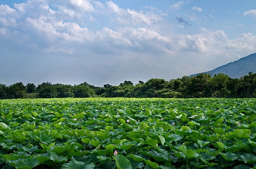 花はす田