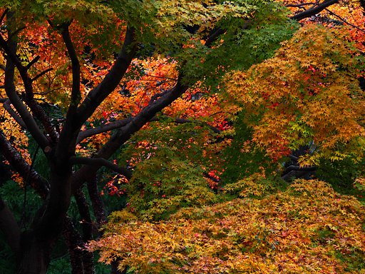 紅葉