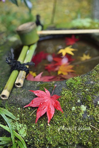 京都の紅葉