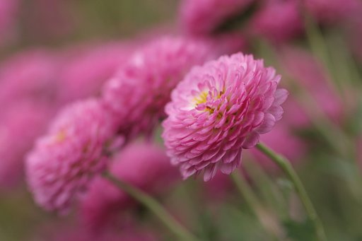 菊の花