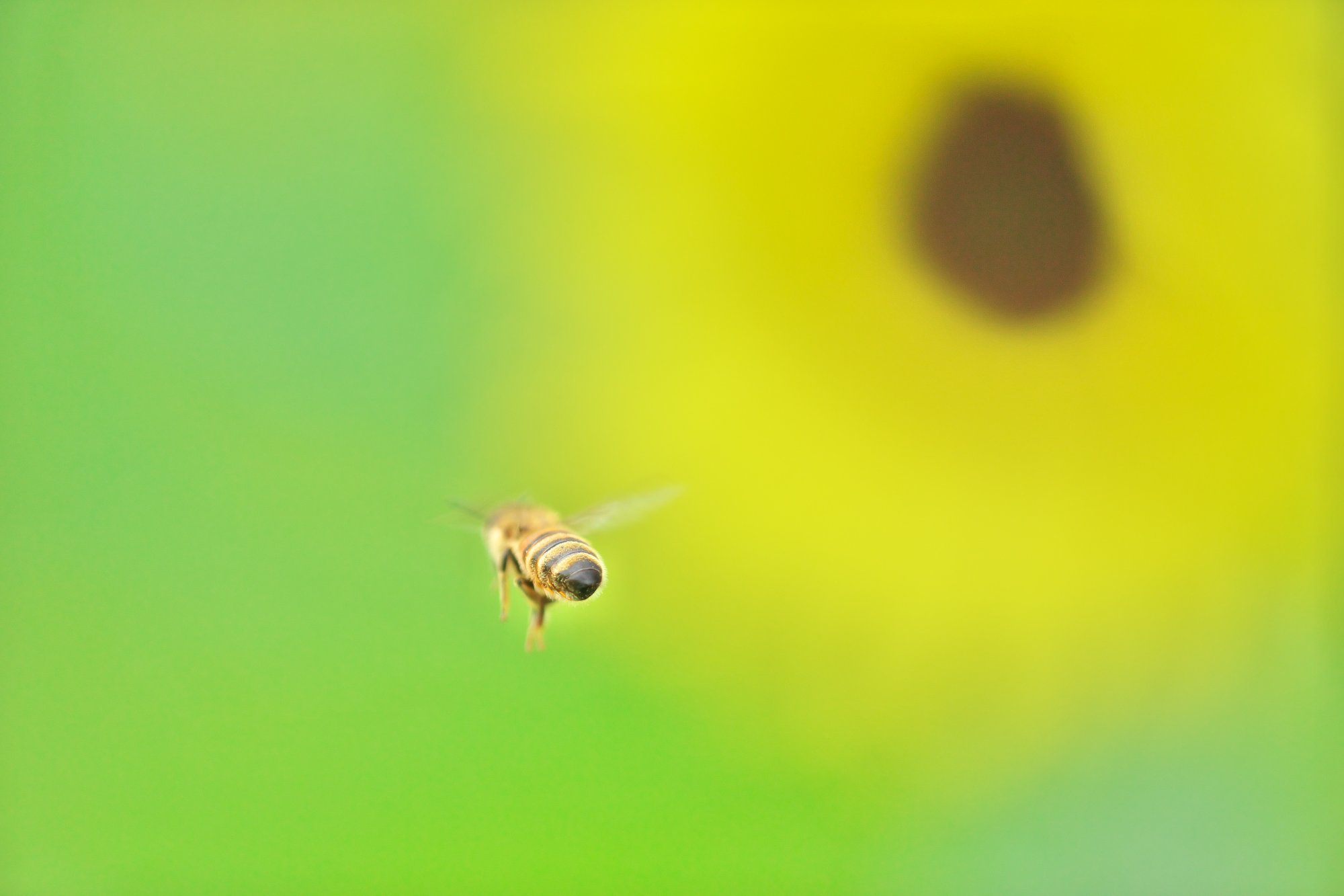 蜜を求めて