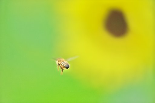 蜜を求めて