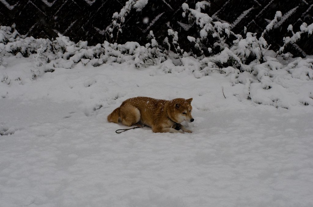 雪の中の散歩。