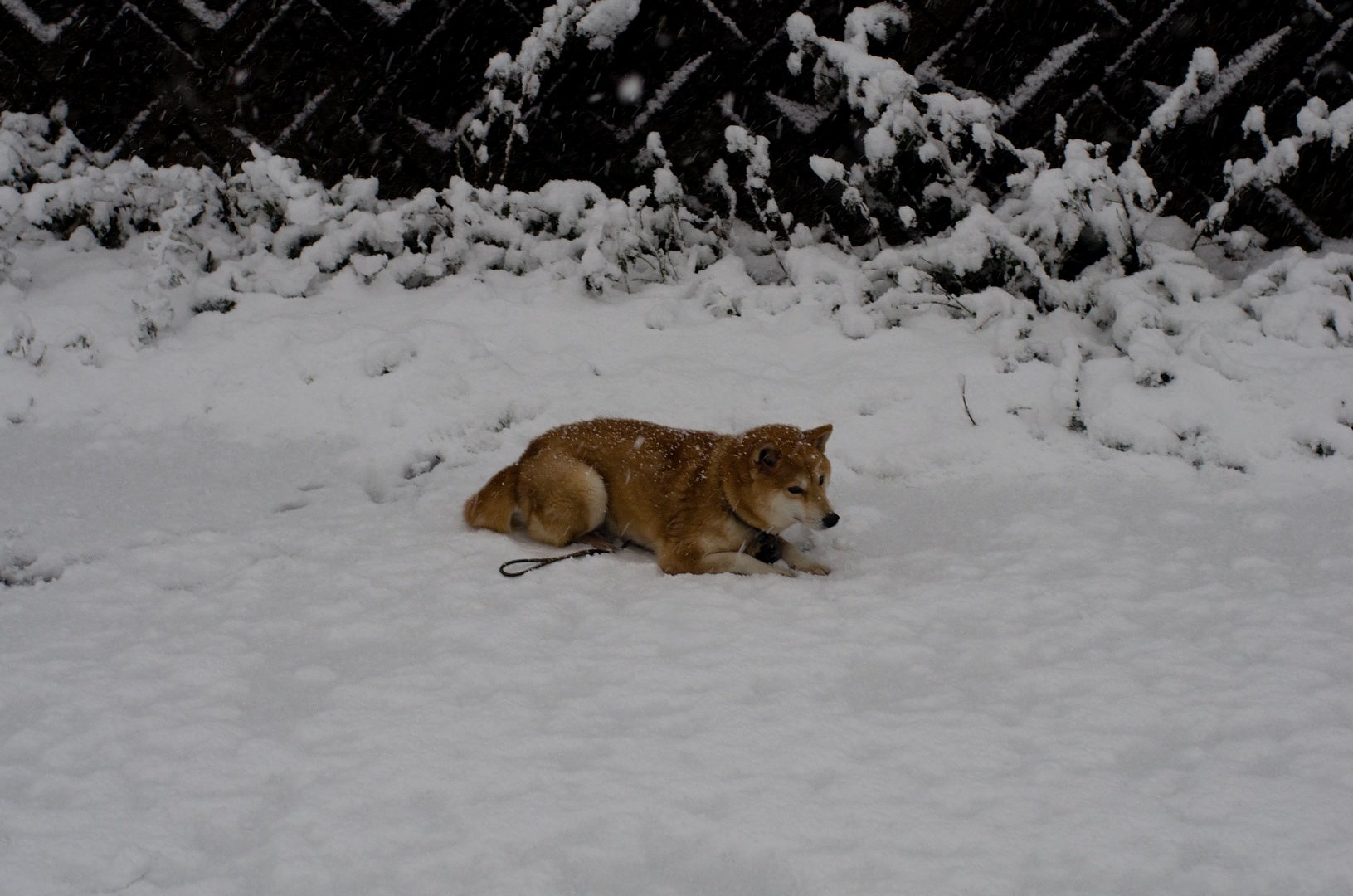 雪の中の散歩。
