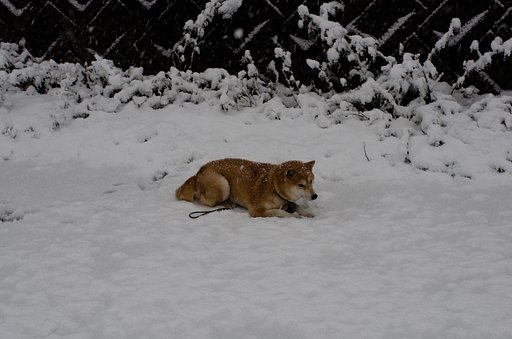 雪の中の散歩。