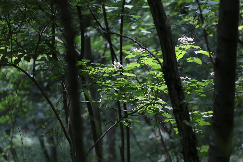 東京の里山林で