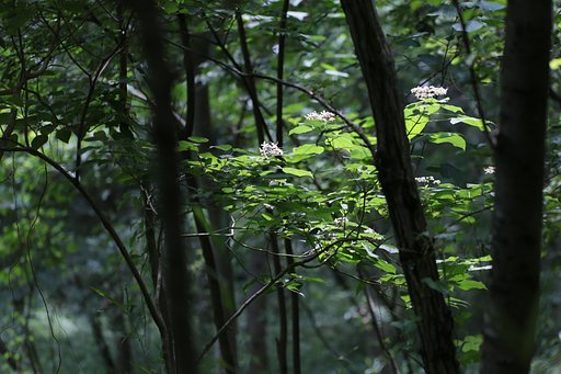 東京の里山林で
