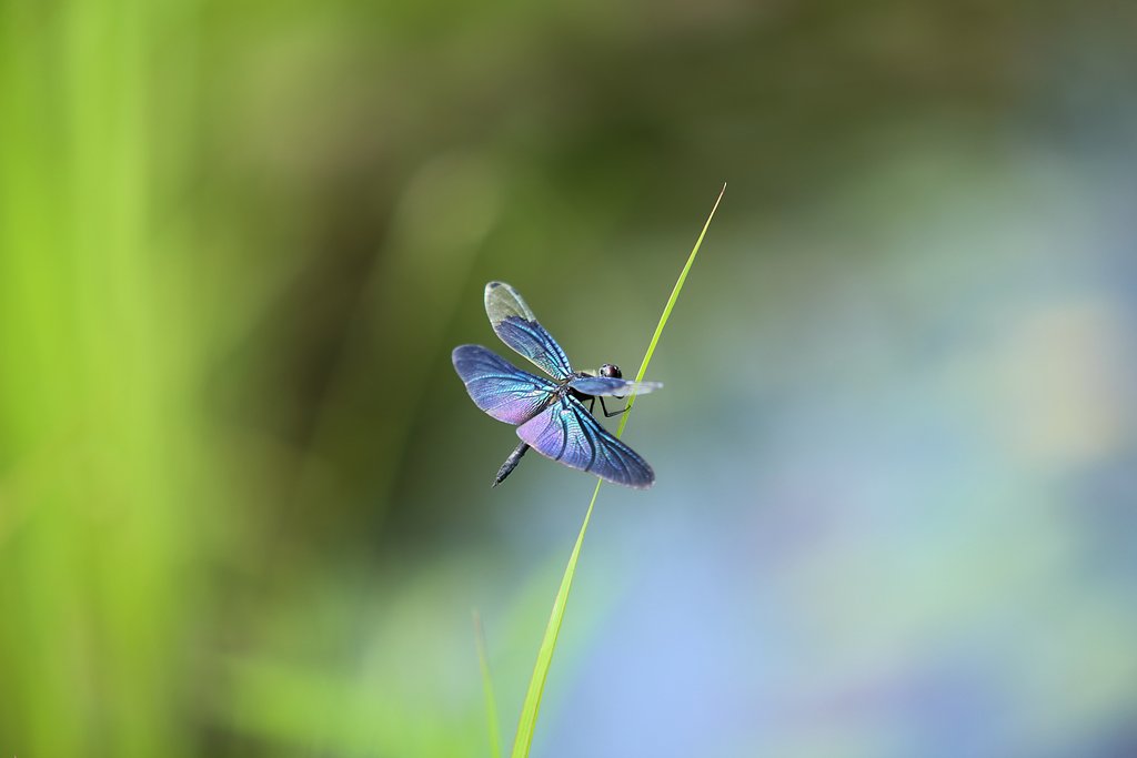 虹色の翅
