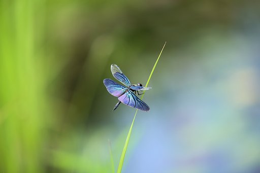 虹色の翅