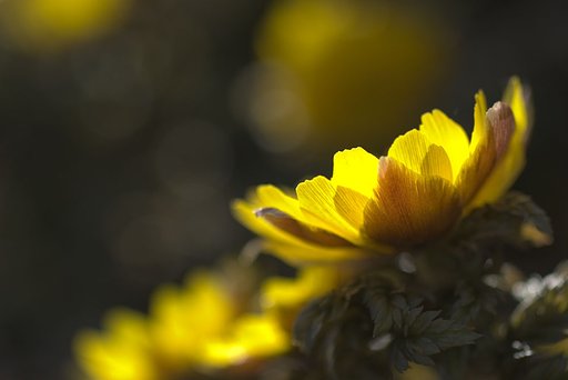 春の光・・・福寿草