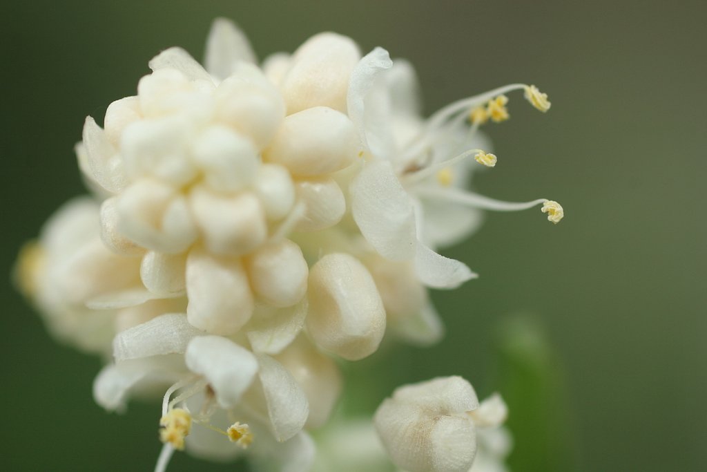 生姜の花・・・