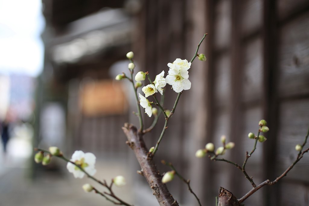 【はるの予感】蔵のある通りに咲く