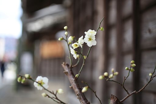 【はるの予感】蔵のある通りに咲く