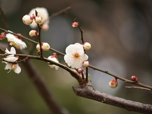 ほのかに香る春