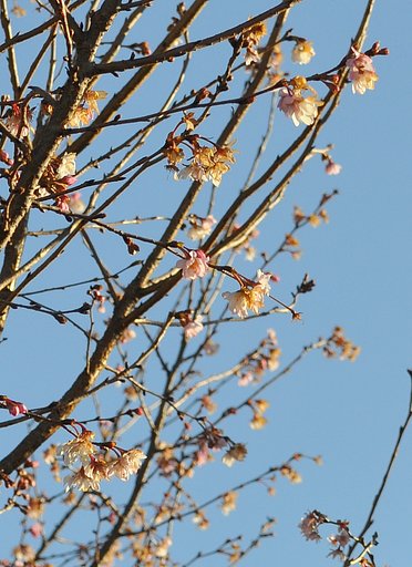１２月２０日の桜